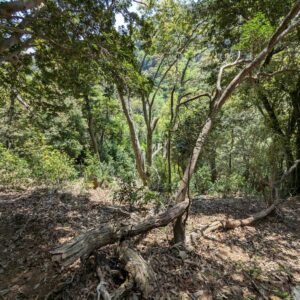 「Present Tree for 熱海の森」を視察・整備してきました 「Present Tree for 熱海の森」を視察・整備してきました